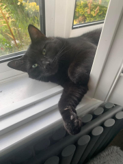 Lost cat - what to do next