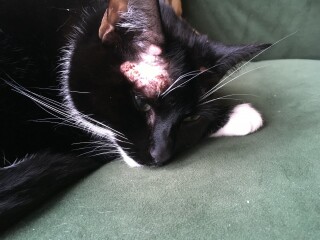 Cat scabs above ears, can you help identify it?
