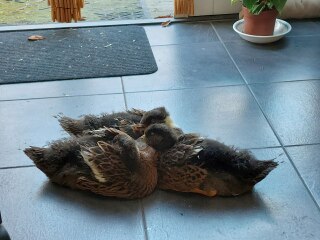 Ukraine Invasion: Part 34