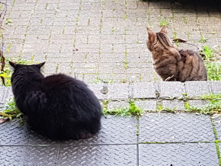 Ollie, Prince, Leroy, Walter and Co...