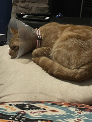 Baby boy being neutered today - what to expect?