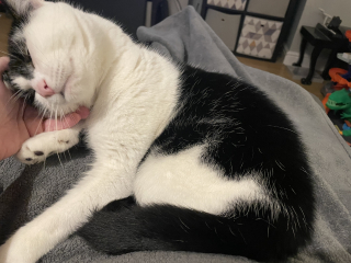 The adventures of Peppa and soon to be Bingo