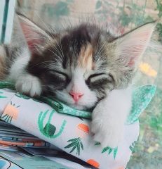 Kitten pics on a dreary Saturday 