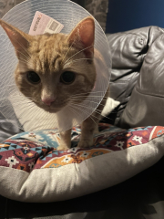 Baby boy being neutered today - what to expect?