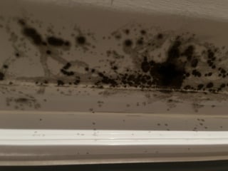 Mould in my flat, please help! (Yucky pictures attached)