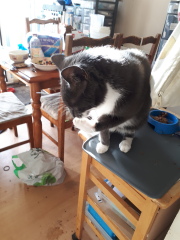 These are not my cats-honest!