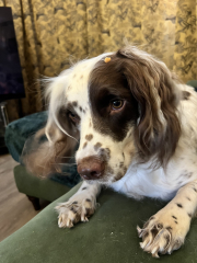 Anyone up for a 'My Dog POV' thread?