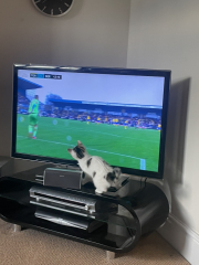 Cats and Christmas trees.