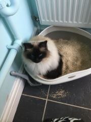 Would like to get a cat - have questions about litter trays and outside access 