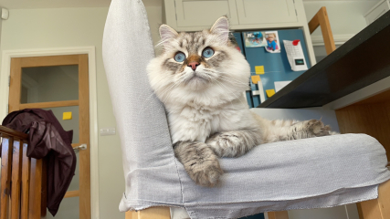 My siberian cat