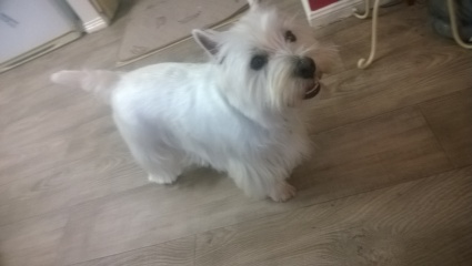 Do you get your dog groomed? 