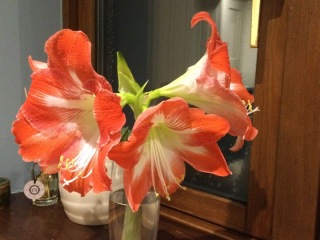Who'd like an Amaryllis (Hippeastrum) thread?
