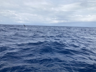 Cancer Support Thread 84 - gently crunching our way into autumn