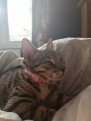 Help me name my beautiful new kitten