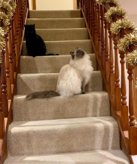 Cats and Christmas trees.