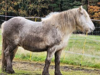 To feel sorry for people with horses?