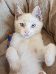 Sick to death of this BLOODY cat, please help.