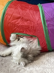 Help? I've acquired a very young kitten?