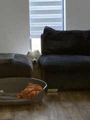 Anyone else have colour Coordinated dogs?