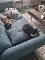 Shall I get another cat?