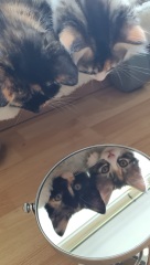 Kitten pics on a dreary Saturday 