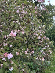 Flowering and highly perfumed tree in November?