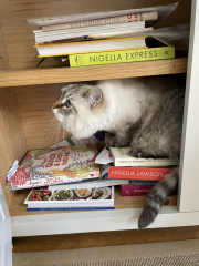 My siberian cat