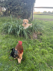 Golden Retriever advise.