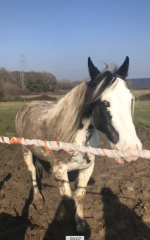 To feel sorry for people with horses?