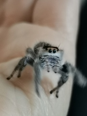 Did anyone get that big £30 spider skeleton from Asda? 
