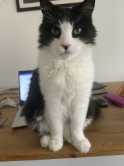 Can I tell you about my cat? 