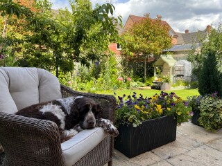 North facing garden