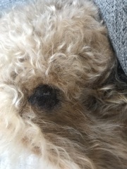 Black spot on dogs leg