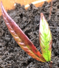 Plant ID