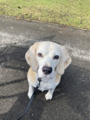 Update on prev thread about my dog in heart failure. Not good news.