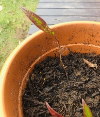Plant ID