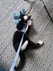 Shall I get another cat?
