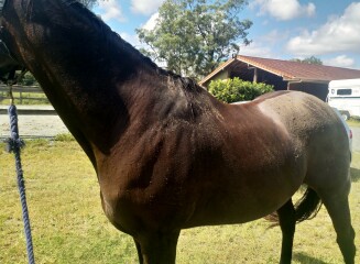 To feel sorry for people with horses?