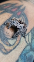 Did anyone get that big £30 spider skeleton from Asda? 
