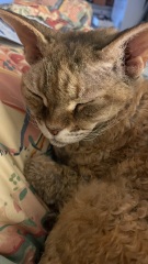 Sweater/ jumper for a cat.