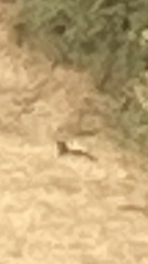 What did we see this afternoon?