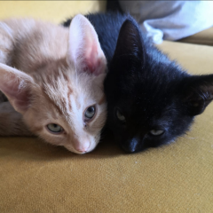 Kitten pics on a dreary Saturday 