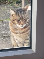 Thug cat part 4.  After all, it's not my Axminster.
