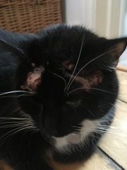 Cat scabs above ears, can you help identify it?
