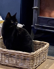 How much does your cat weigh? Do you think it's too much, too little or just right? :)