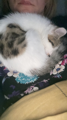 The adventures of Peppa and soon to be Bingo