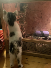 Cats and Christmas trees.