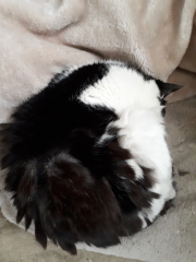 These are not my cats-honest!