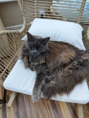 How much does your cat weigh? Do you think it's too much, too little or just right? :)
