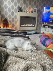 Cats and Christmas trees.